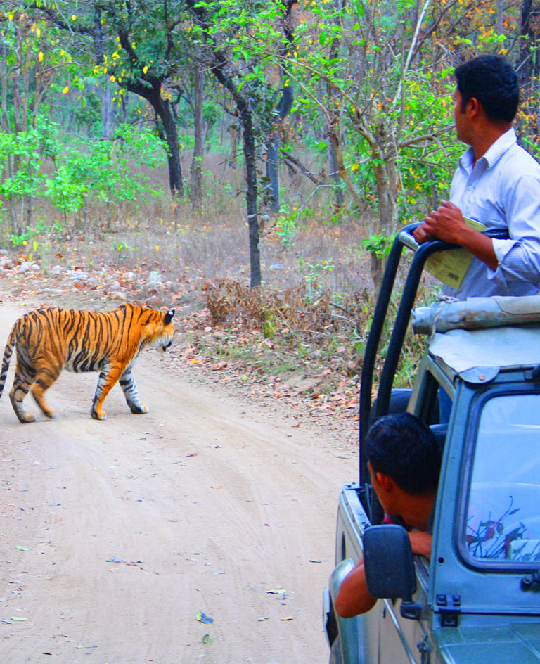 Corbett Jeep Safari